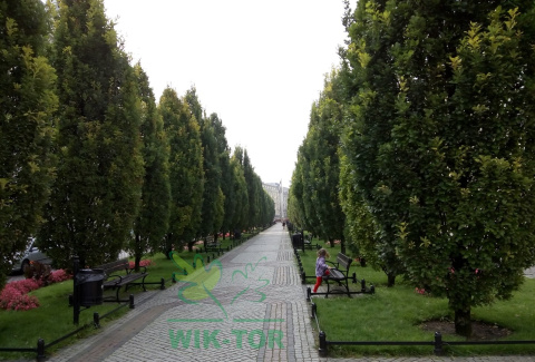 Dąb szypułkowy Fastigiata