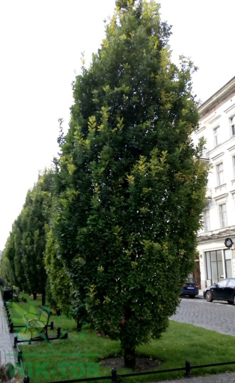 Dąb szypułkowy Fastigiata
