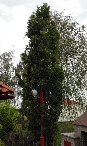 Dąb szypułkowy Fastigiata