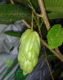 Grab japoński Chinese Lantern