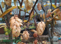 Grab japoński Chinese Lantern