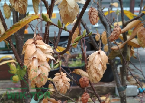 Grab japoński Chinese Lantern