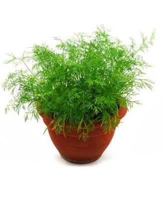 Koper ogrodowy Moravan 1kg
