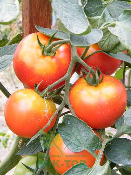 Nawóz uniwersalny ogrodowy 1,2kg Agrecol