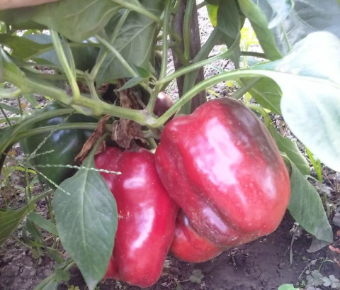 Nawóz uniwersalny ogrodowy 1,2kg Agrecol