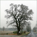 Robinia akacjowa