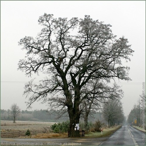 Robinia akacjowa