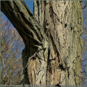 Robinia akacjowa