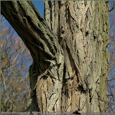 Robinia akacjowa