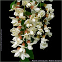 Robinia akacjowa