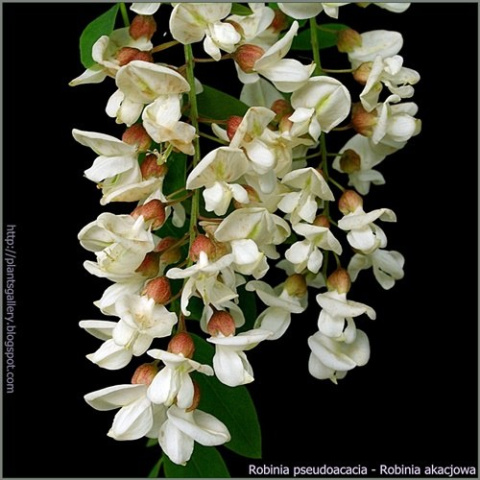 Robinia akacjowa