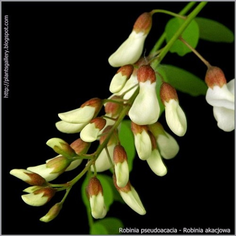 Robinia akacjowa