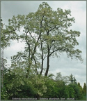 Robinia akacjowa