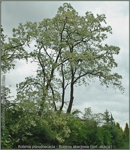 Robinia akacjowa