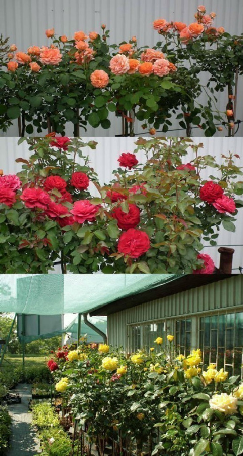 Róża wielkokwiatowa Chrobry