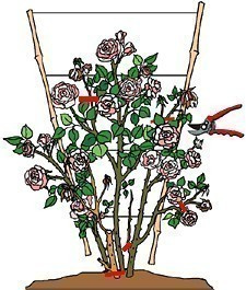 Róża wielkokwiatowa Chrobry