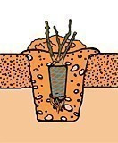 Róża wielkokwiatowa Chrobry