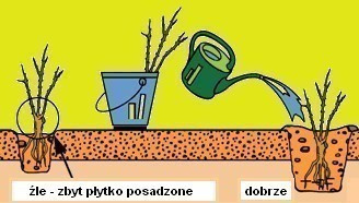 Róża wielkokwiatowa Chrobry