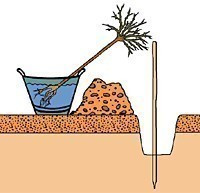 Róża wielkokwiatowa Chrobry