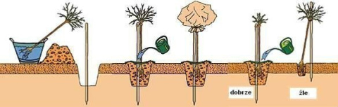 Róża wielkokwiatowa Chrobry