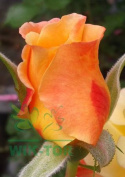 Róża pnąca Selene