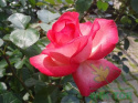 Róża pnąca Talia
