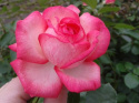 Róża pnąca Talia