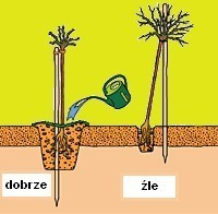 Róża pnąca Chanita