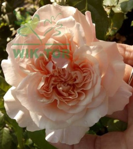 Róża pnąca Chanita