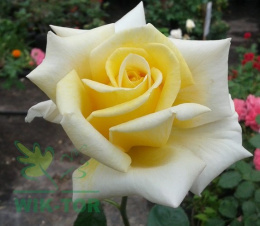 Róża wielkokwiatowa Bazylissa