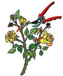 Róża wielkokwiatowa Fryderyk
