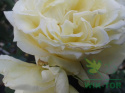 Róża wielkokwiatowa Fryderyk