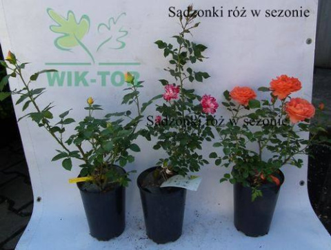 Róża wielkokwiatowa Chrobry