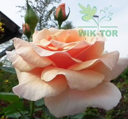 Róża wielkokwiatowa Chrobry