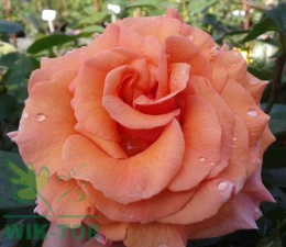 Róża wielkokwiatowa Chrobry