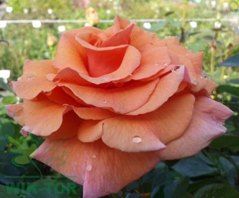 Róża wielkokwiatowa Chrobry