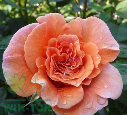 Róża wielkokwiatowa Chrobry