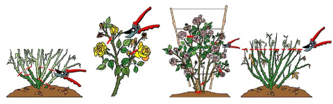 Róża wielkokwiatowa Chrobry