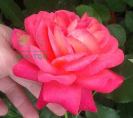 Róża wielkokwiatowa Martita