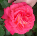 Róża wielkokwiatowa Martita