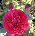 Róża wielkokwiatowa Persefona