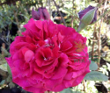 Róża wielkokwiatowa Persefona