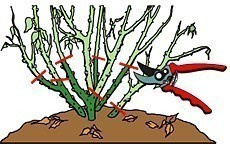 Róża wielkokwiatowa Hefajstos