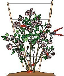 Róża wielkokwiatowa Hefajstos