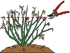 Róża wielkokwiatowa Hefajstos