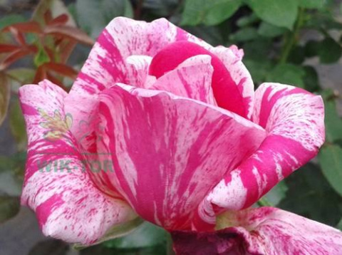 Róża wielkokwiatowa Hefajstos