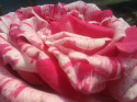 Róża wielkokwiatowa Hefajstos