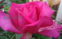 Róża wielkokwiatowa Seemaine