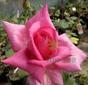 Róża wielkokwiatowa Seemaine