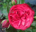 Róża wielkokwiatowa Cacchino